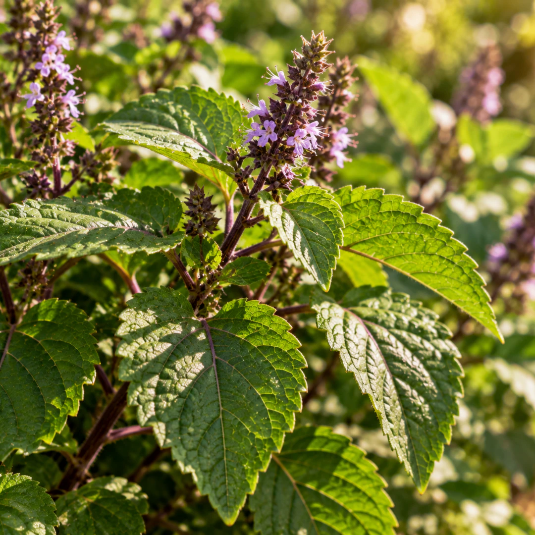 Folhas de patchouli