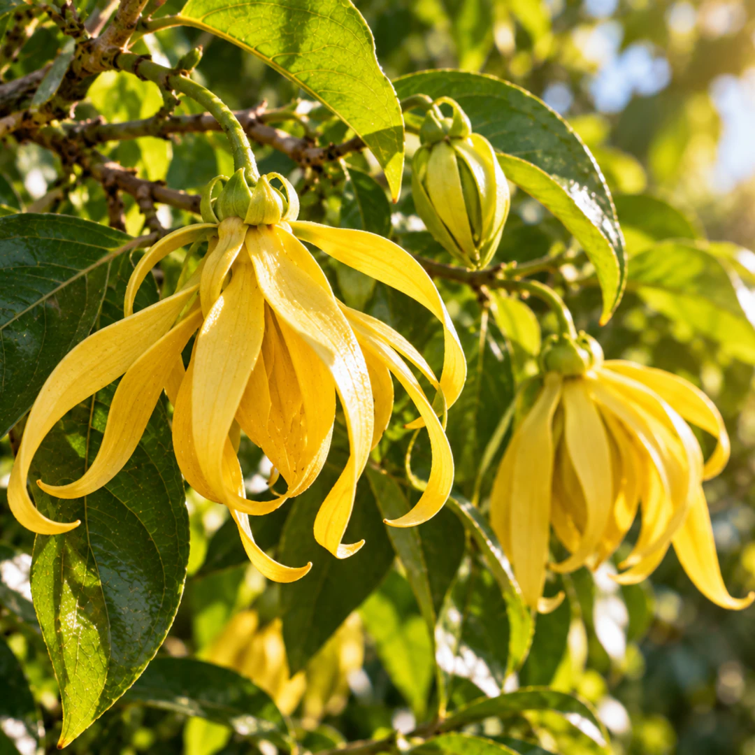 Flores de ylang-ylang